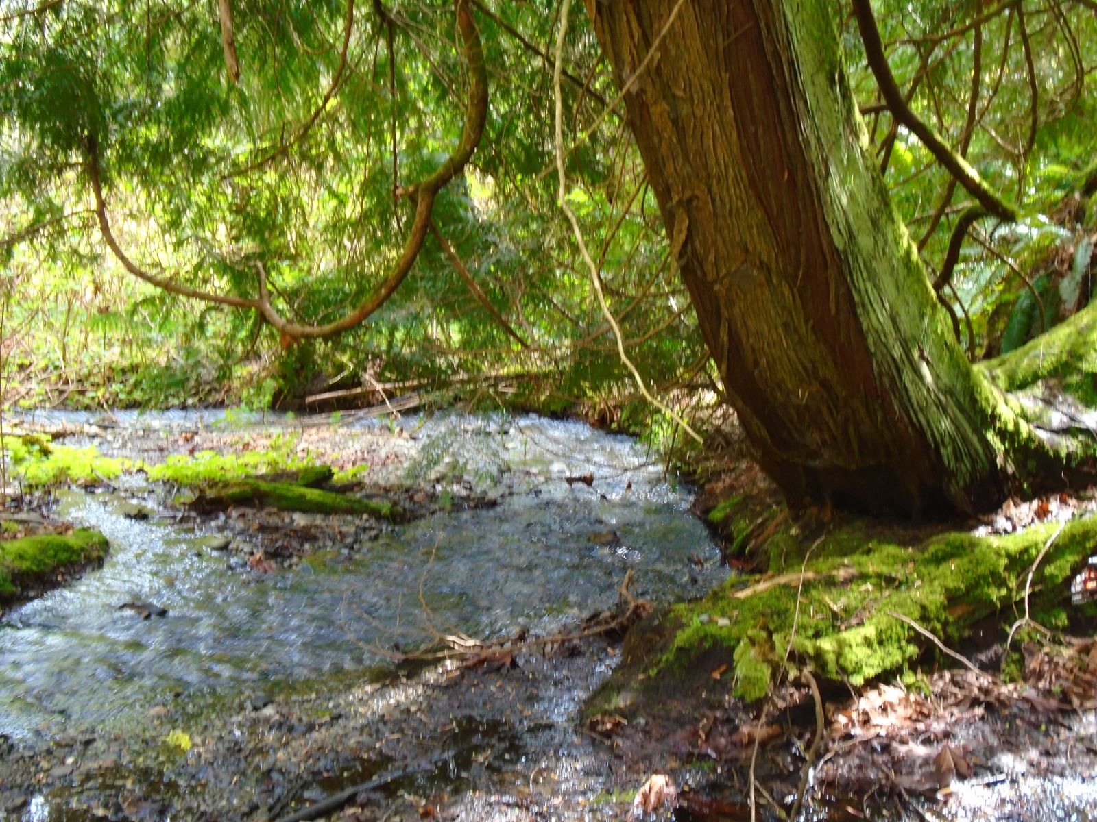 Spring-fed creek flowing past mossy cedars