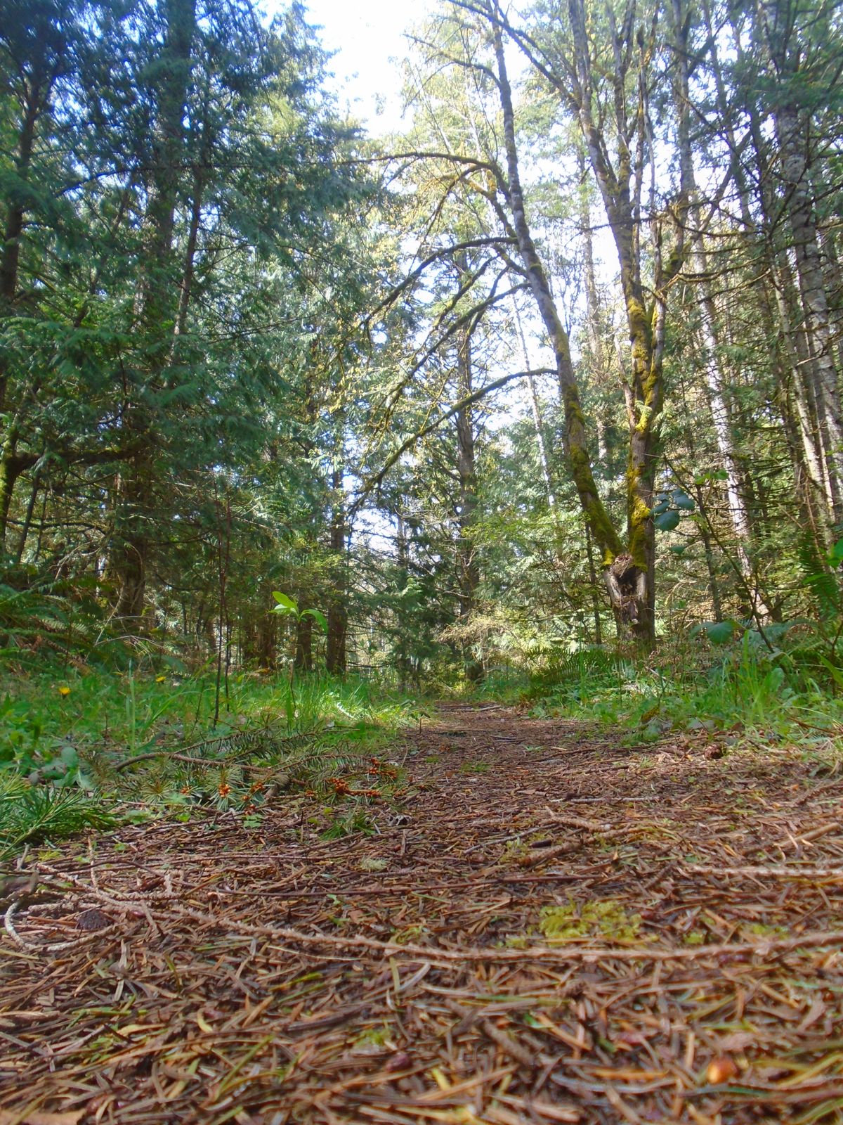 Needle-covered trail through the forest